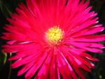 Blumen
