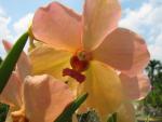Blumen