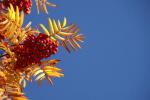 Blumen