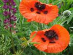 Blumen