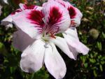 Blumen