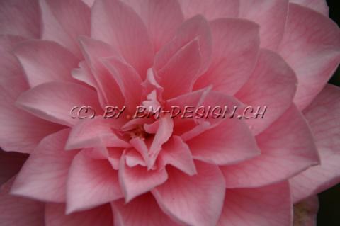 Blume12