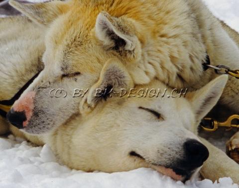 Tiere06
