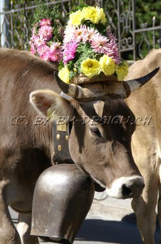 Tiere14
