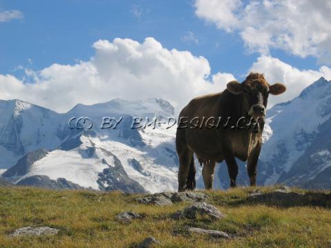 Tiere17